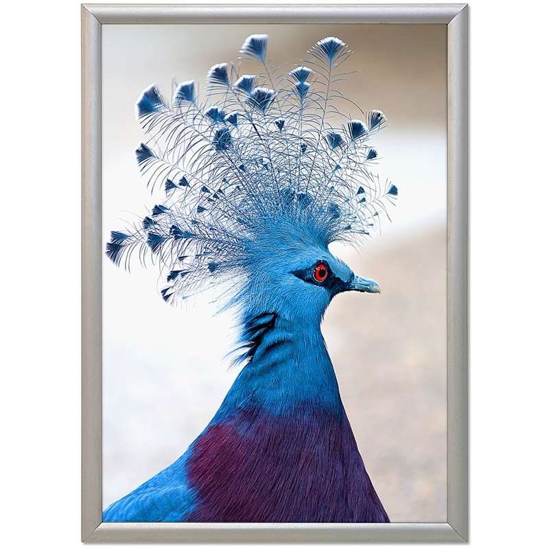 Snap frame, alu, 17 mm profile, 50 x 70 cm #1